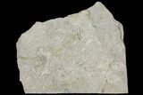 12.8" Plate of Archimedes Screw Bryozoan Fossils - Alabama - #129485-2